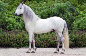 الخيول الإسبانية