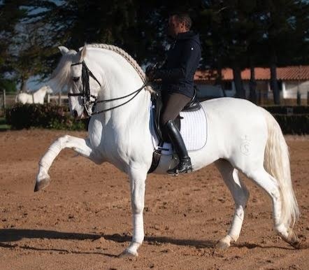 احتضنت مدينة قرطبة النسخة الثالثة من عرض فحول الخيل الإسبانية الأصيلة PRE