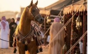 تخضع الخيول لتحكيم يعتمد معايير دقيقة في الجمال