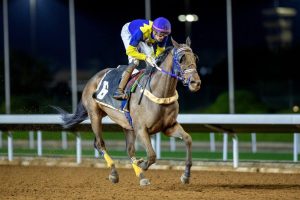 من الإسطبل إلى منصة التتويج.. أسرار العناية بالخيول المشاركة في كأس السعودية