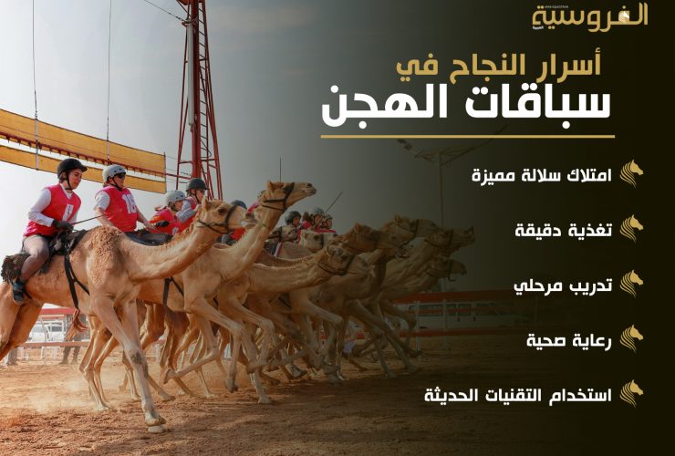 أسرار النجاح في سباقات الهجن