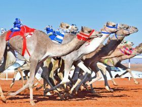 سباقات الهجن