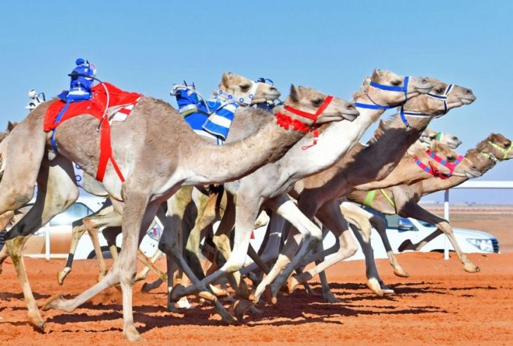 سباقات الهجن