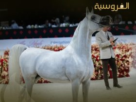 جمال وقوة الخيول العربية