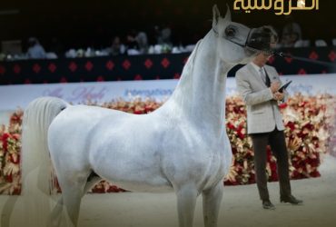 جمال وقوة الخيول العربية