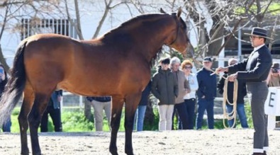 حصان يفهم لغة الإشارة ويدهش الجميع
