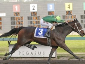 الحصان سلو تِز ويز Slew’s Tiz Whiz الفائز بلقب حصان العام