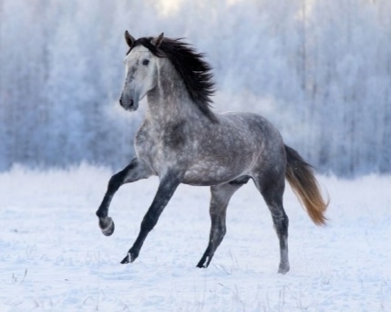 الخيول قادرة على إصدار صوتين مختلفين في اللحظة نفسها