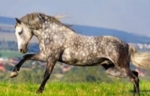 صهيل الخيول