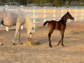 الخيول العربية من أهم رموز التراث والفروسية