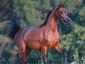 الحصان مروان الشقب