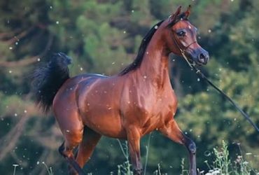 الحصان مروان الشقب