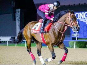 يدخل الجواد الياباني «فوريفر يونج» السباق كأبرز المرشحين