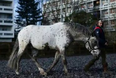 في لندن يفتح نادٍ للفروسية أبوابه أمام الأطفال المحرومين