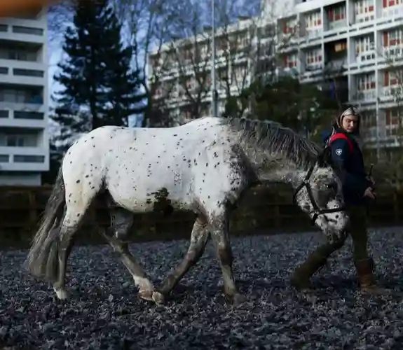 في لندن يفتح نادٍ للفروسية أبوابه أمام الأطفال المحرومين