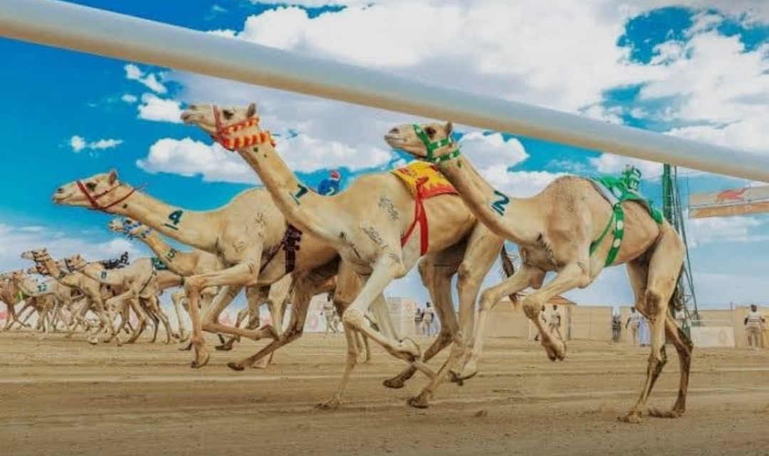 شهد ميدان الوثبة للهجن في أبوظبي منافسات قوية لسن اللقايا