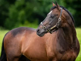 يشهد سوق المكملات الغذائية الموجهة للخيول نمواً مطرداً عالمياً