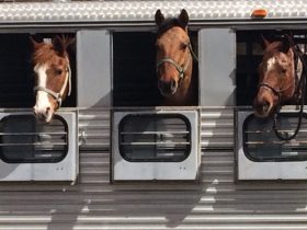 ويمثل نقل الخيول الرياضية اليوم قطاعاً متكاملاً داخل صناعة الفروسية العالمية