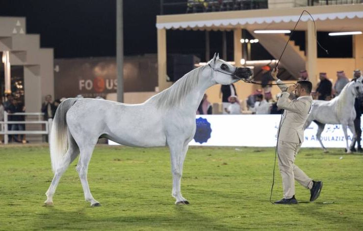 سوق الخيل العربية