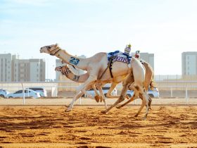 اختتم ميدان الشحانية منافسات السباق المحلي السابع للهجن