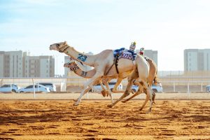 شهدت فعاليات اليوم الرابع من مهرجان سمو الأمير للهجن منافسات قوية في سباقات اللقايا