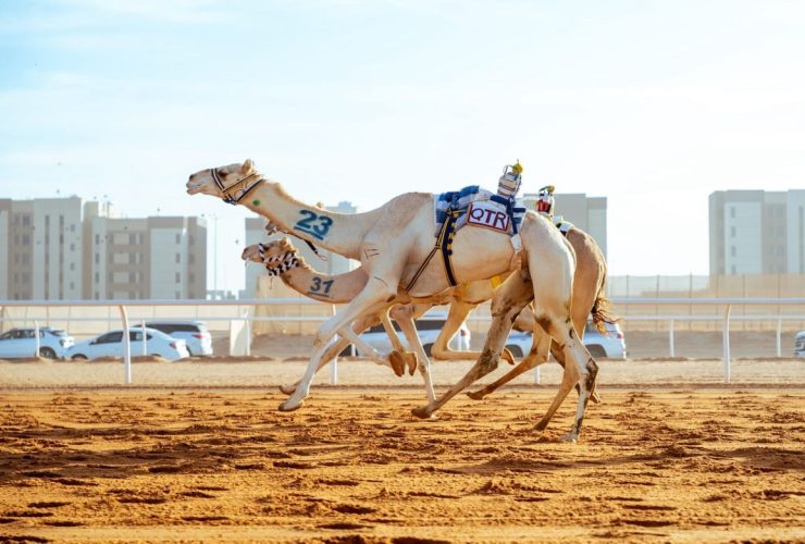 سباقات الهجن