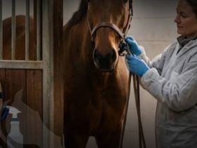 يعتبر كيرلن أحد أكثر الفحول تأثيراً في صناعة الخيل الحديثة