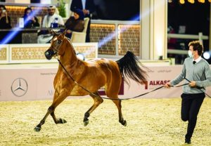 لا تقتصر أهمية البطولة على الجانب التنافسي، بل ترتبط بشكل مباشر بسوق مزادات الخيل
