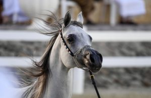 بطولة جمال الخيل العربية في فلسطين