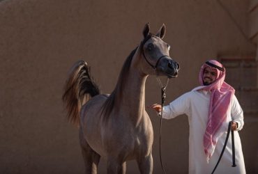 شهد ميدان الفروسية في منطقة حائل فعاليات اليوم الختامي لمهرجان الأمير عبدالعزيز بن سعد لسباقات الخيل