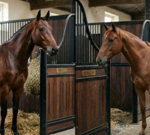 يدرس الاتحاد الدولي للفروسية تعديل القواعد المتعلقة بعملية قطع الأعصاب