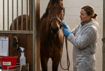 الحجر الطبي للخيول