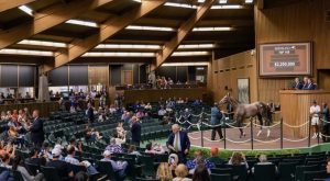 مزادات الخيول