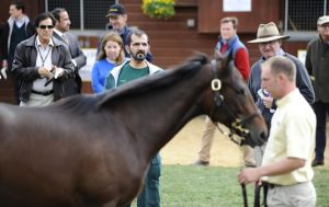 ارتفاع الطلب على الخيول ذات الأصول المميزة