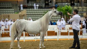 تعد البطولة منصة مهمة لتقييم الإنتاج المحلي، وتعزيز التنافس بين المرابط