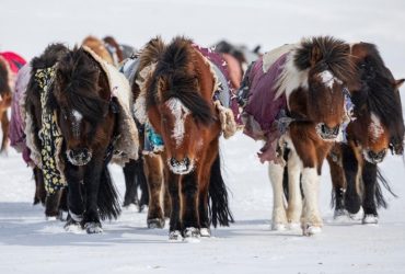 الخيول المغولية في الثلوج