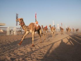 شهد ميدان المشرف بولاية المضيبي ختاماً حافلاً لسباق الهجن