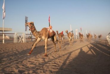 شهد ميدان المشرف بولاية المضيبي ختاماً حافلاً لسباق الهجن