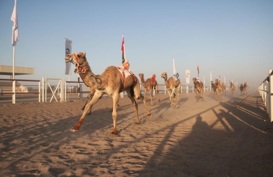 شهد ميدان المشرف بولاية المضيبي ختاماً حافلاً لسباق الهجن