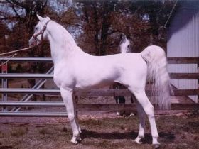 خطوط الدم النادرة في الخيل العربية السورية