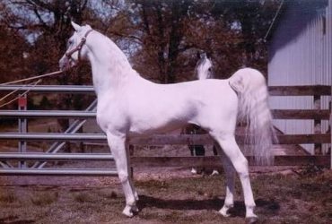 خطوط الدم النادرة في الخيل العربية السورية