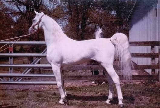 خطوط الدم النادرة في الخيل العربية السورية