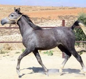 تمتد أهمية الخيل العربية في سوريا بدءاً من جمالها وتاريخها لتصل إلى عمقها الجيني النادر