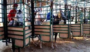 تواجه تربية الخيول في الضفة الغربية تحديات متزايدة