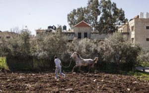 يمثل الإسطبل المستهدف جزءاً من نشاط زراعي تقليدي يعتمد عليه عدد من العائلات في المنطقة