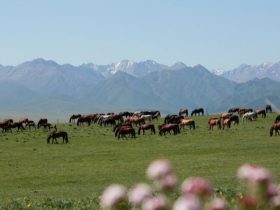 يقوم الرعاة بتوجيه الخيول من الأراضي الزراعية إلى المراعي الطبيعية