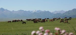 خيول برزوالسكي Przewalski's horse من الأنواع المهددة بالانقراض عالمياً