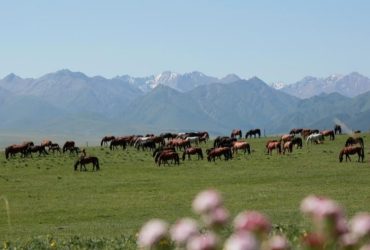 يقوم الرعاة بتوجيه الخيول من الأراضي الزراعية إلى المراعي الطبيعية