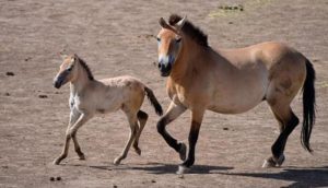 تشير التوجهات الحالية إلى اهتمام متزايد بتطوير قطاع تربية الخيول ضمن خطط التنمية الريفية في الصين