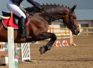 دخول الكلب إلى أرضية الميدان أربك الحصان